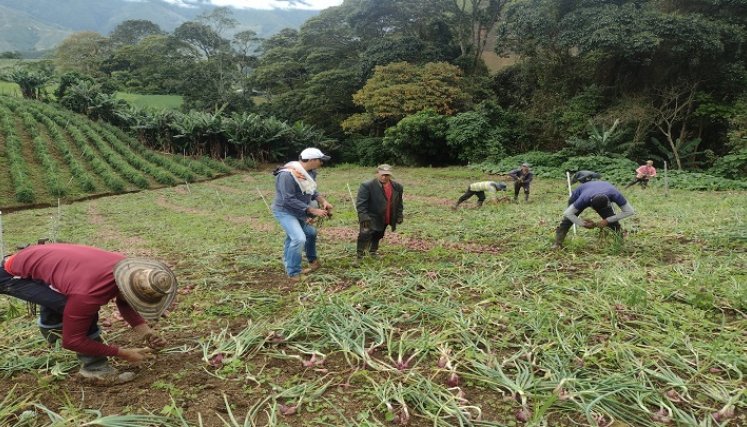 Gran impacto en el sector agropecuario causa el cierre de la carretera Ocaña-Cúcuta. /Foto:Cortesía.