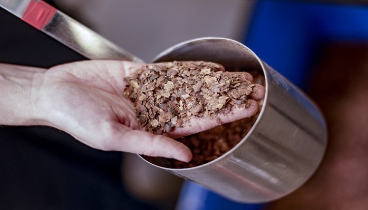 Granos-de-cacao. / Foto: AFP