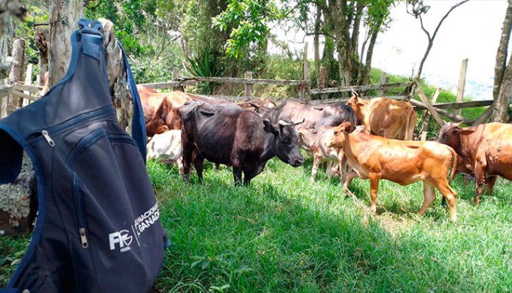 Van 120.192 animales vacunados contra la aftosa. Foto Cortesía