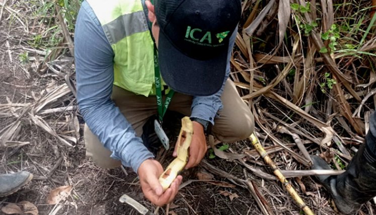 La diatraea spp reduce la germinación de las semillas. Foto Cortesía