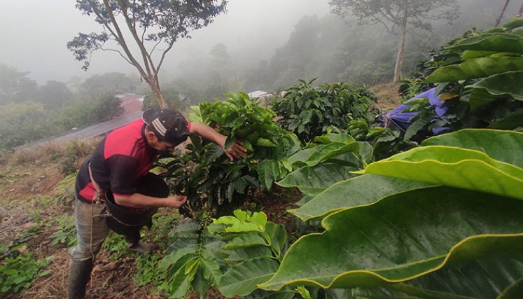 El año pasado, se contabilizaron 23.000 hectáreas sembradas de café y un promedio de productividad de 17,8 sacos por hectárea. Foto La Opinión