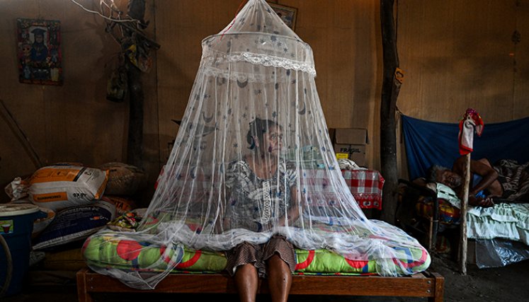 Perú, sumido en el peor brote de dengue de los últimos tiempos  