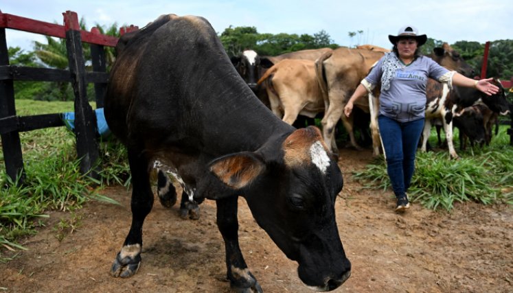 Un experimento busca reconciliar a los ganaderos con la Amazonía colombiana  