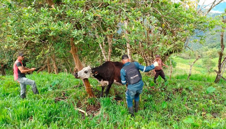 El primer ciclo de vacunación contra la fiebre aftosa, la brucelosis bovina y la rabia de origen silvestre se extenderá hasta el próximo 19 de julio.
