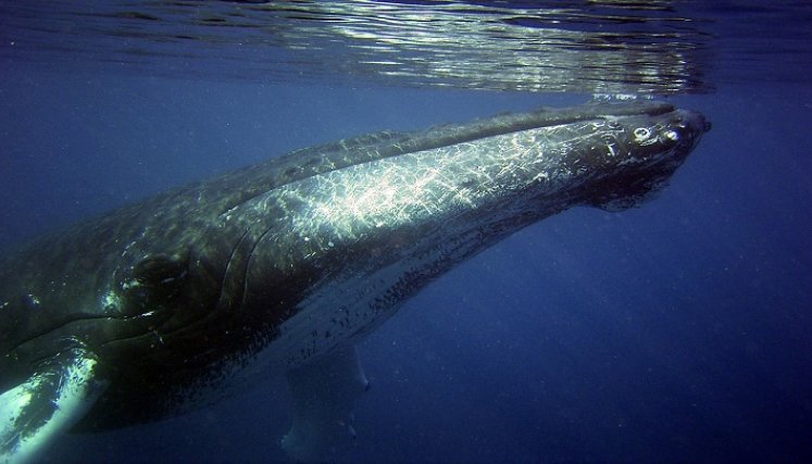 Ballena-jorobada. / Foto: Internet