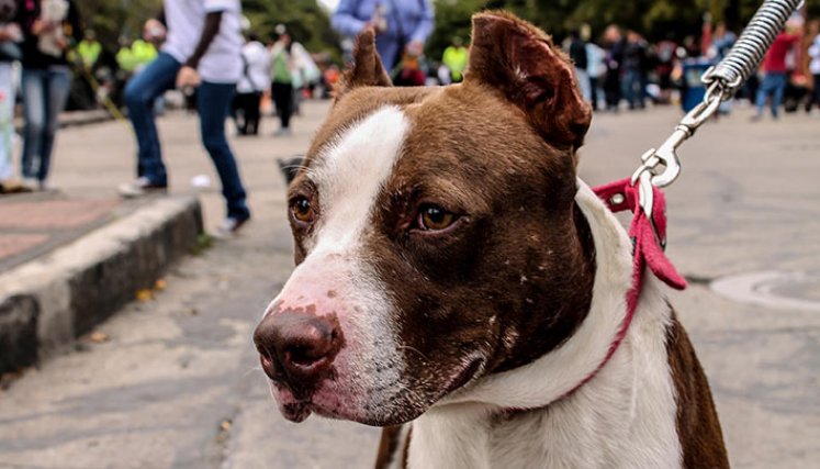 Perro Pitbull 