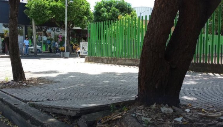 Los daños en los andenes son producidos en su mayoría por el nim./Foto Orlando Carvajal/La Opinión