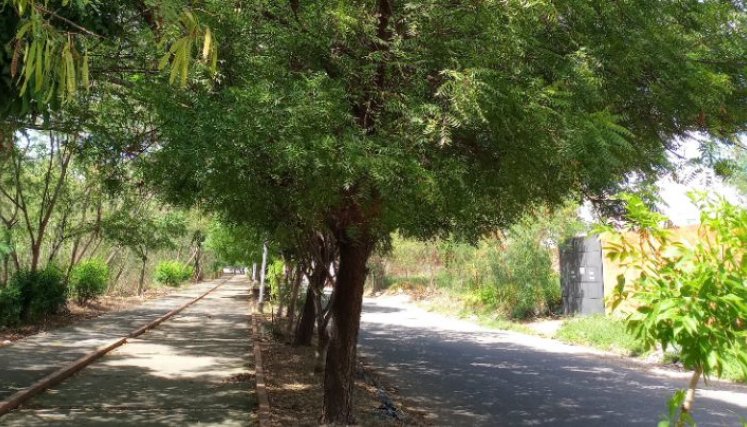 El nim está presente a ambos lados de la avenida del Río/Foto Orlando Carvajal/La Opinión