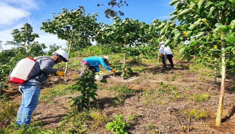 Las mujeres campesinas reforestan las cuencas hidrográficas de Ocaña./ Cortesía.