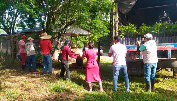 En el proyecto de sustitución de cultivos de coca por cacao y plátano se ha invertido más de $4.500 millones./Foto Cortesía