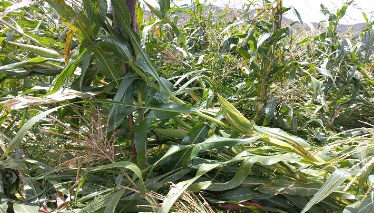 Grandes pérdidas económicas reportan los cultivadores de Ábrego/ Fotos: Cortesía.