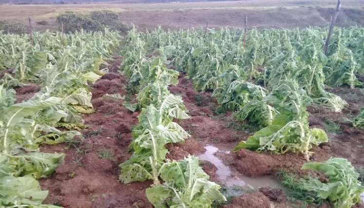 Grandes pérdidas económicas reportan los cultivadores de Ábrego/ Fotos: Cortesía.