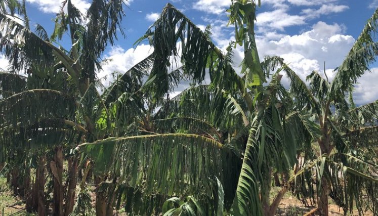 Grandes pérdidas económicas reportan los cultivadores de Ábrego/ Fotos: Cortesía.