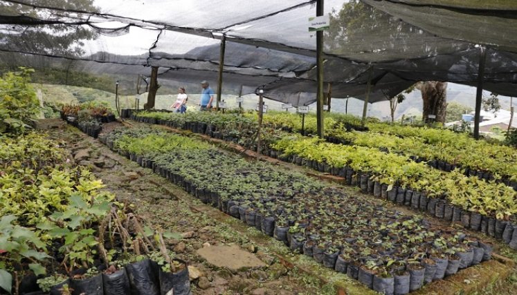 Buscan conservar las especies nativas de la zona. / Foto Cortesía