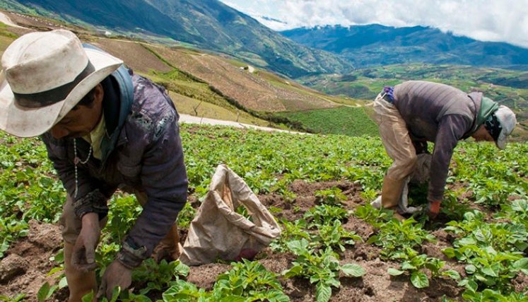 Los productores de la región deberán solicitar su póliza. /Foto Archivo
