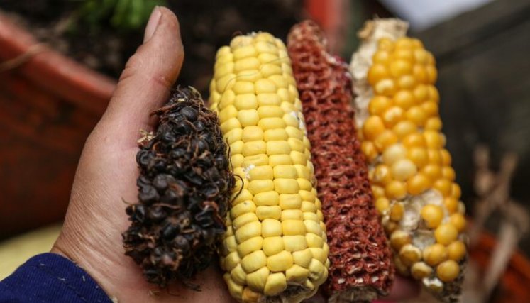 Costos ocultos están afectando los sistemas agroalimentarios: fao