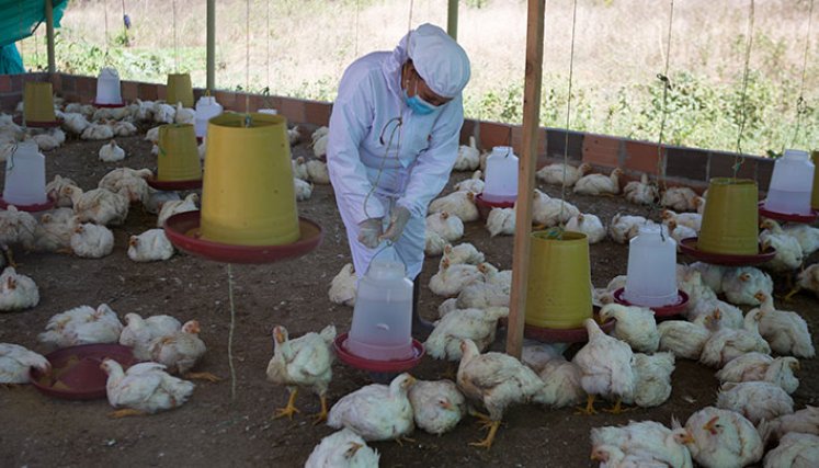 Nueve unidades productivas se Cúcuta se beneficiarán de ‘Raíces de Esperanza’. Foto Archivo La Opinión