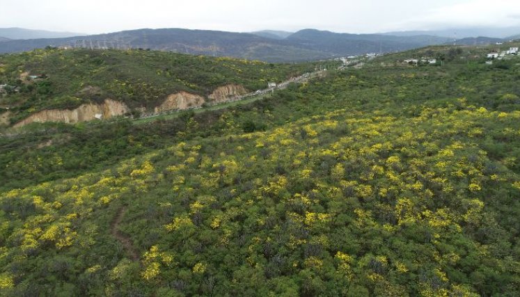 Bosque seco tropical en terrenos Las Lomas donde se pretendió un proyecto urbanístico/Foto archivo
