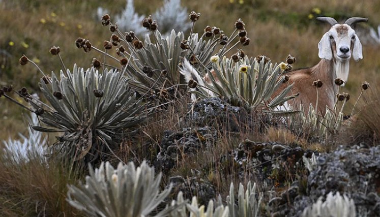 COP16 sobre biodiversidad 