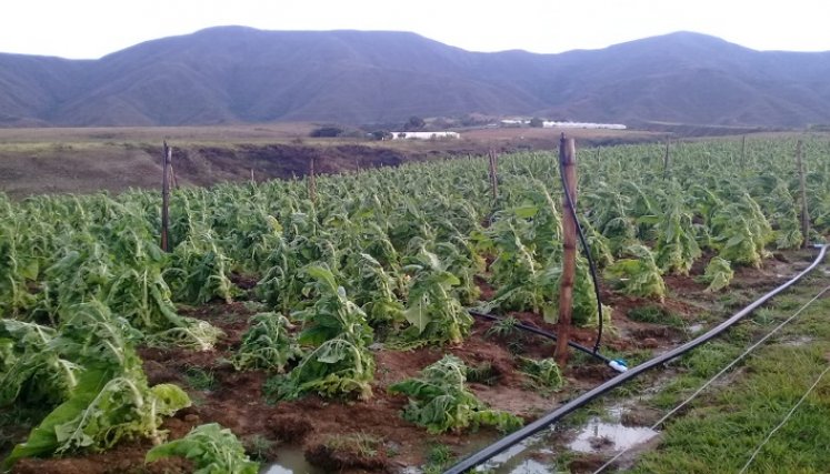 Los cultivadores reclaman auxilios especiales para superar la crisis alimentaria. /Fotos La Opinión