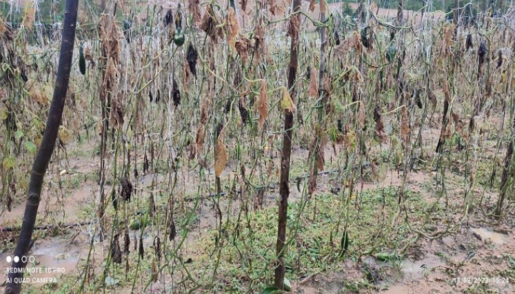 Los cultivadores reclaman auxilios especiales para superar la crisis alimentaria. /Fotos La Opinión