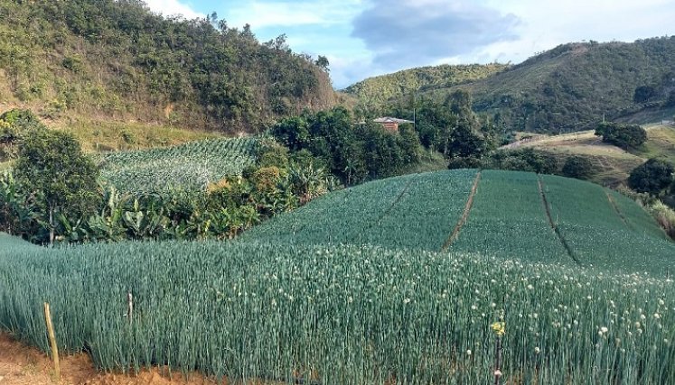 Los cultivadores reclaman auxilios especiales para superar la crisis alimentaria. /Fotos La Opinión
