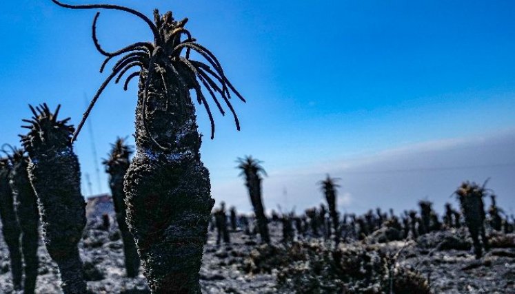 Las hectáreas de cobertura vegetal quemadas por las llamas representan un gran daño para el páramo.