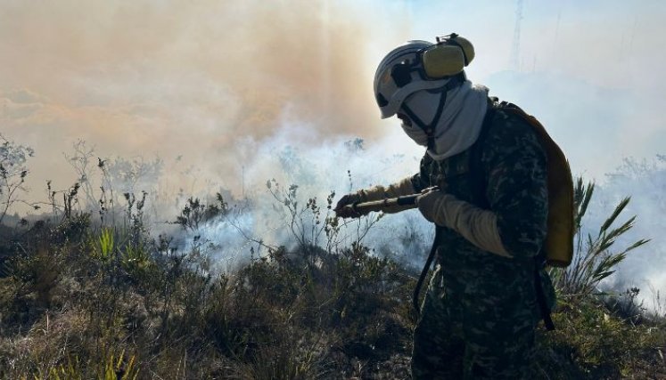 A raíz del incendio en el Páramo de Berlín, se quemaron cientos de frailejones, especie emblemática de hábitats andinos./ Fotos: Cortesía