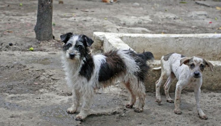 Si detecta algún animal silvestre en problemas, comuníquese con Corponor a la línea 5828484.