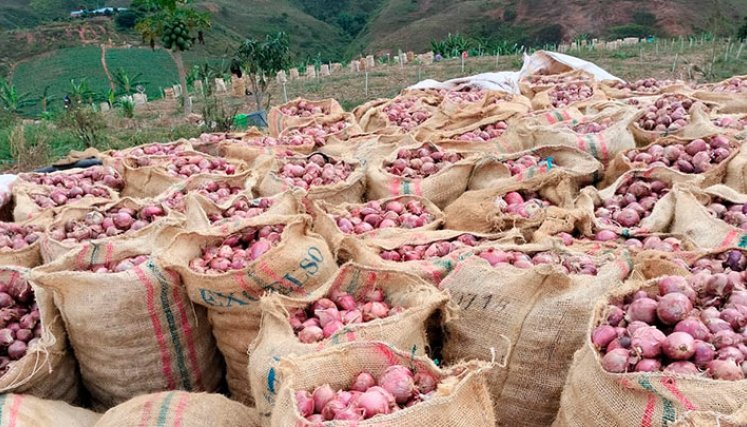 La cebolla peruana es 100% más barata que el producto local./Foto Cortesía