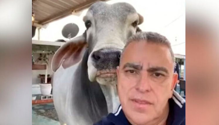 "Es mi parcero": Un toro cebú fue el invitado especial al acto de posesión del alcalde de Filandia