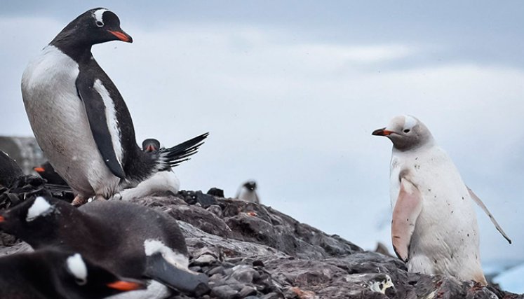 pinguino