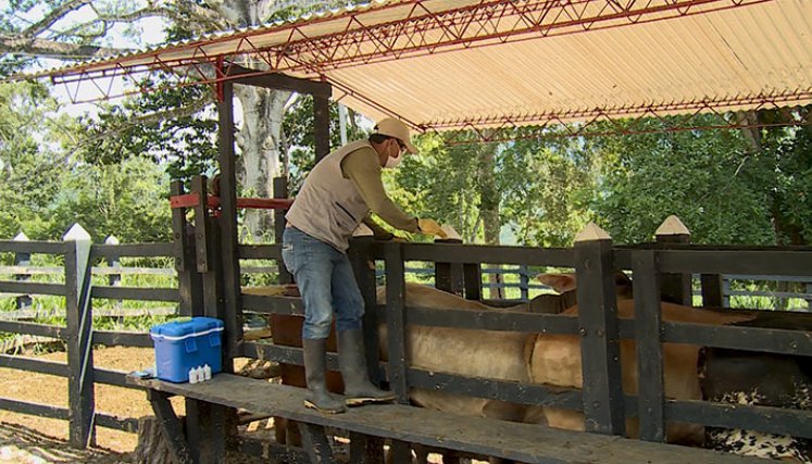 En el ciclo pasado vacunaron en la región a 447.045 animales./Foto Cortesía