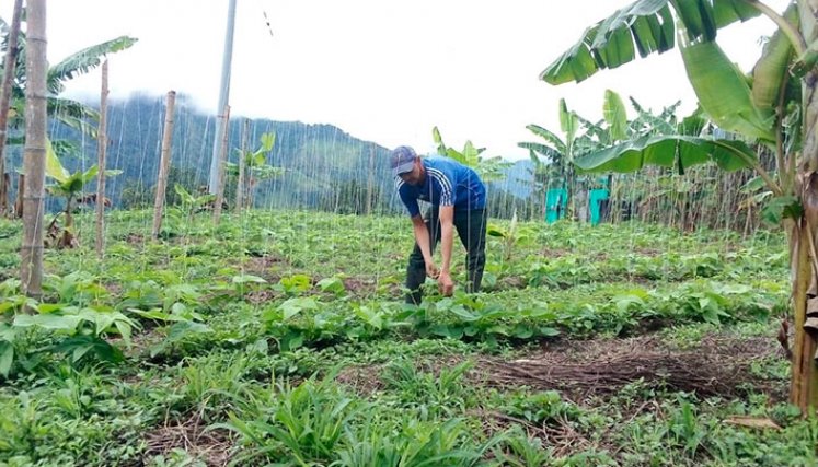 El dinero se entregará a 30.000 campesinos de Norte de Santander y otras 24 regiones del país./ Foto archivo