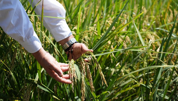 El Niño se la pone difícil a los arroceros de Norte de Santander