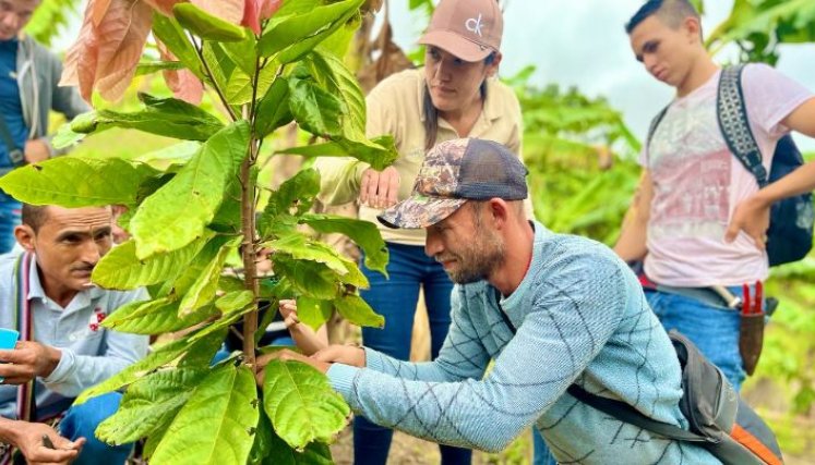 Campesinos reciben la transferencia de conocimiento sobre el cacao en sus parcelas/Foto Cortesía