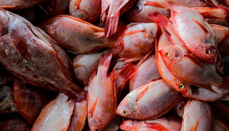 Pescados
