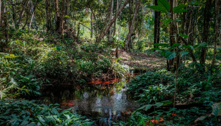 Abierta la convocatoria para los premios Saving The Amazon