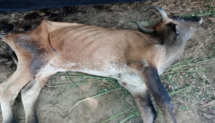 Muchas reses muertas por los golpes de calor se reportan a diario en la región./ Foto cortesía
