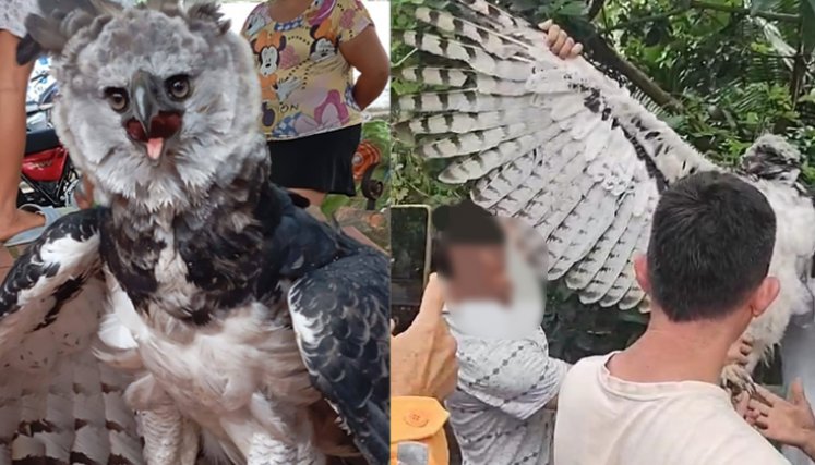 Aguila Harpía