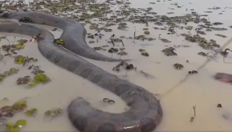 Anaconda vista en la frontera de Colombia y Ecuador
