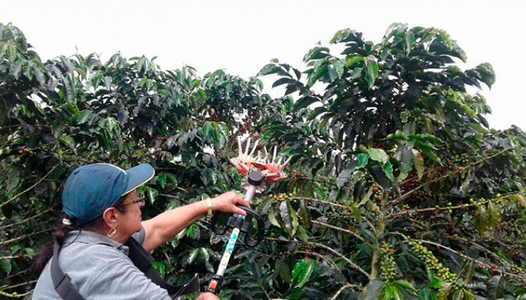 Colombia registra una producción de 11.44 millones de sacos./ Foto Archivo