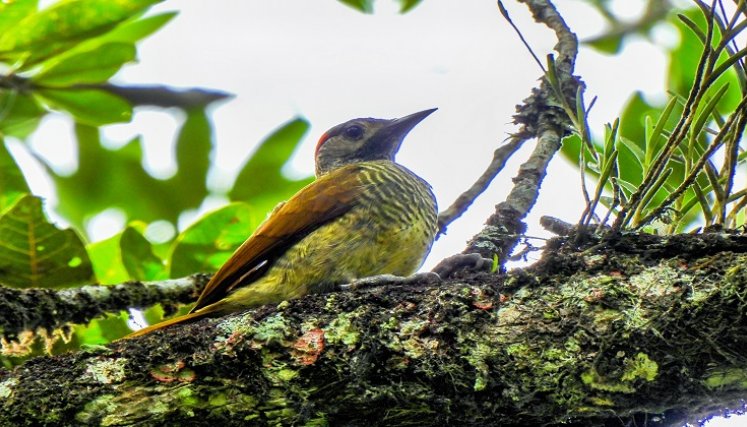 En la provincia de Ocaña crece el movimiento para el avistamiento de aves. Una contribución a la conservación de la naturaleza. Foto Cortesía