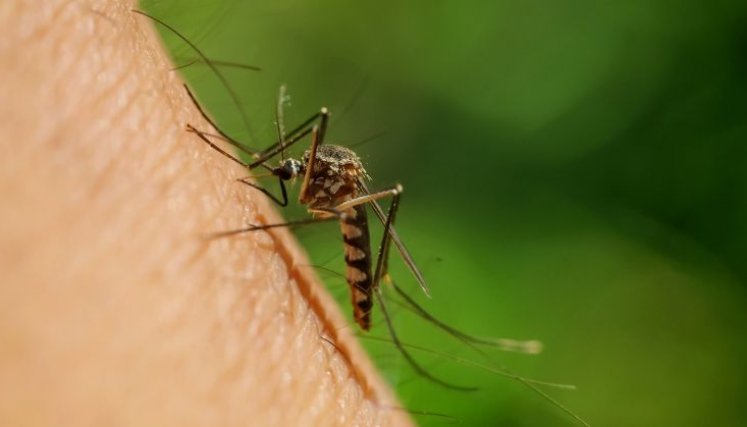Norte de Santander es el séptimo departamento con mayor número de casos de dengue en el país.  /Foto: Archivo 