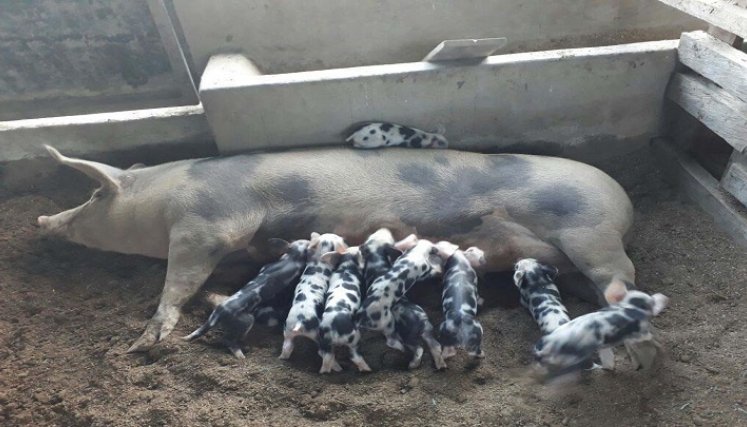 En la provincia de Ocaña y zona del Catatumbo avanza el ciclo de vacunación contra la peste porcina clásica./ Foto:Cortesía