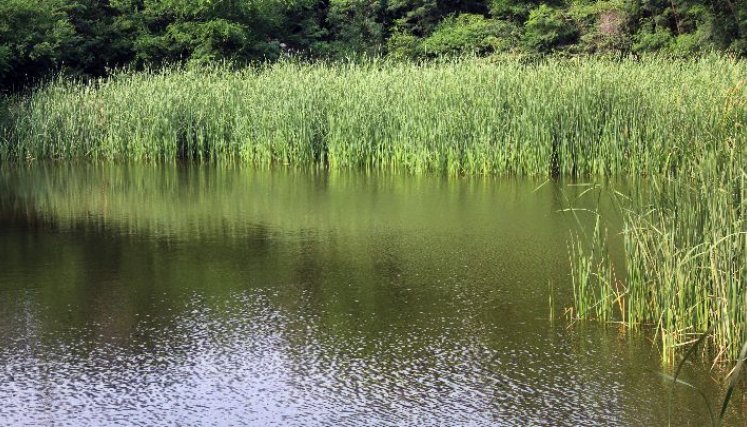 La mayor parte del año, la Laguna de San Luis permanece en malas condiciones./ Foto: Cortesía. 