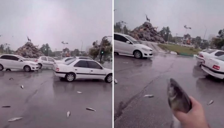 lluvia de peces