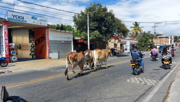  Operativos especiales para recoger semovientes anuncia el Gobierno local./Foto: cortesía