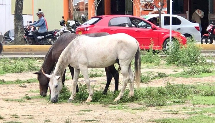 Operativos especiales para recoger semovientes anuncia el Gobierno local./Foto: cortesía
