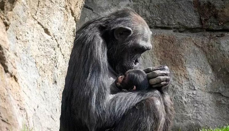 chimpancé